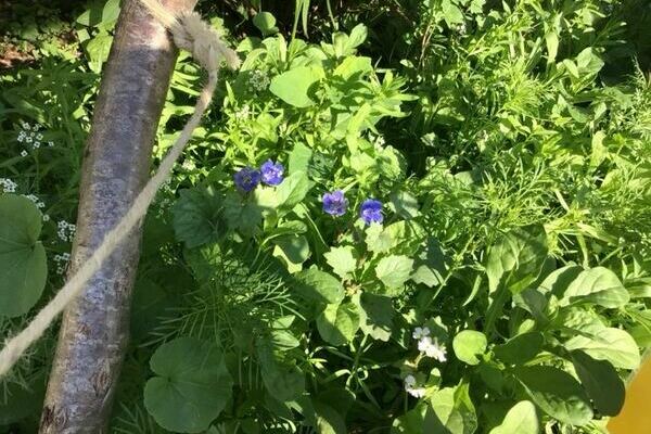 Blumen