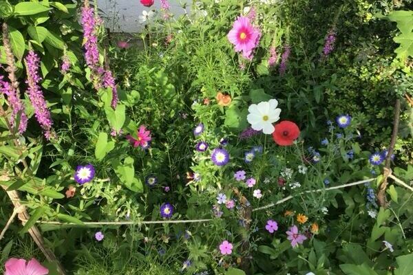 Blumenwiese