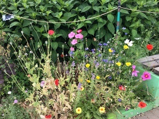 Blumen